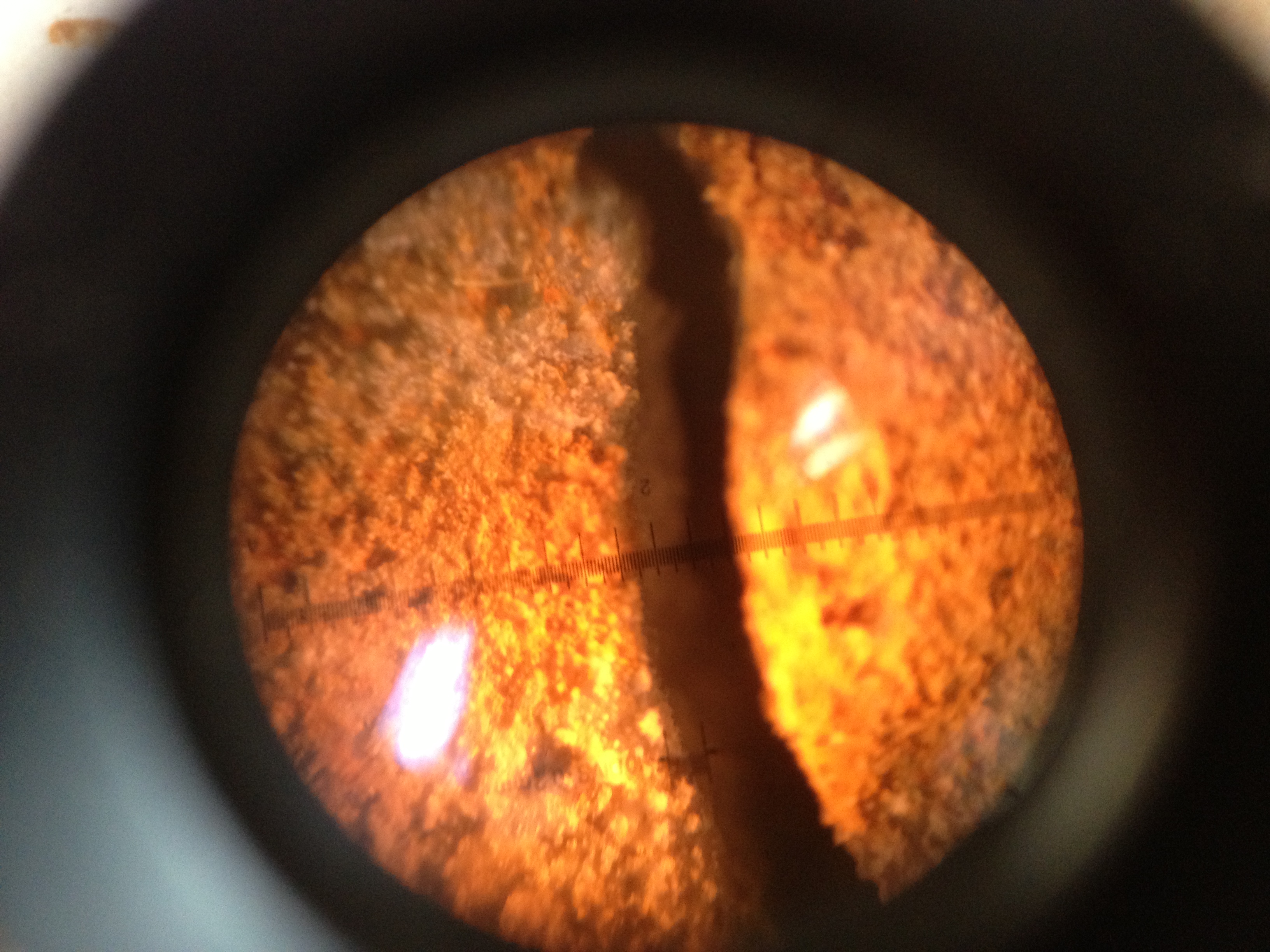 Initial corrosion crack widths (W/C: 0.79) — image 9